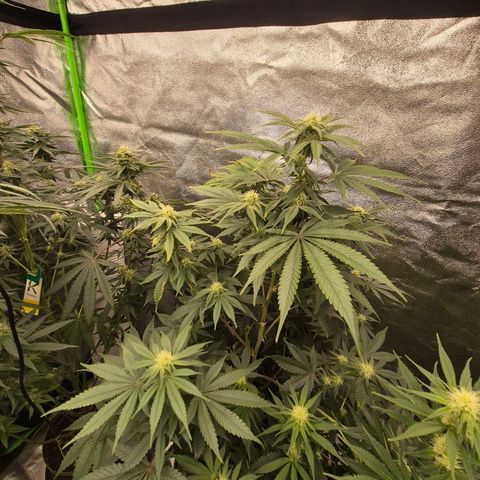 Mimosa evo stecki  🍊🍋🍍 (65-70bt) growlog timeline photo