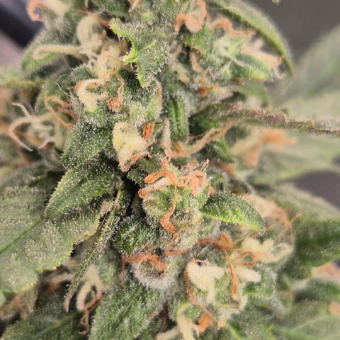 LSD auto (63-70 Tage ab Keimung) growlog timeline photo
