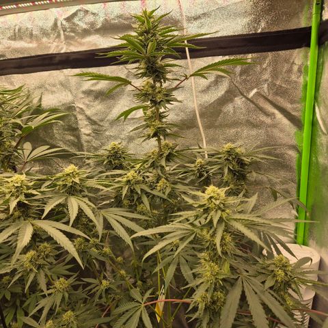 Ice cream cake 🍰 & permanent marker🖊(65-73bt) growlog timeline photo