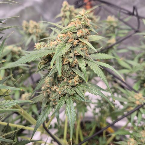 LSD auto (63-70 Tage ab Keimung) growlog timeline photo