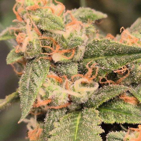 LSD auto (63-70 Tage ab Keimung) growlog timeline photo