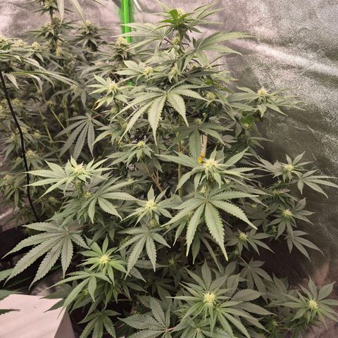 Mimosa evo stecki  🍊🍋🍍 (65-70bt) growlog timeline photo