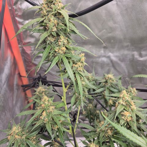 LSD auto (63-70 Tage ab Keimung) growlog timeline photo
