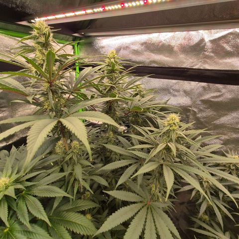 ICE 💚🧊 (63-70bt) growlog timeline photo