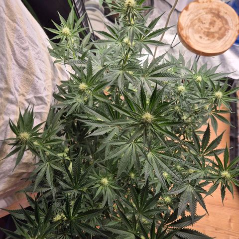 Tangerine dream 🌴 (60-65bt)  growlog timeline photo