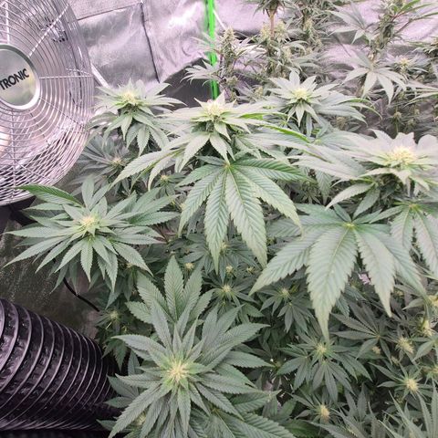 💚Bubba kush 🦝 (56-63 BT) growlog timeline photo