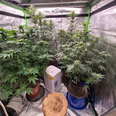 Mimosa evo stecki  🍊🍋🍍 (65-70bt) growlog timeline photo
