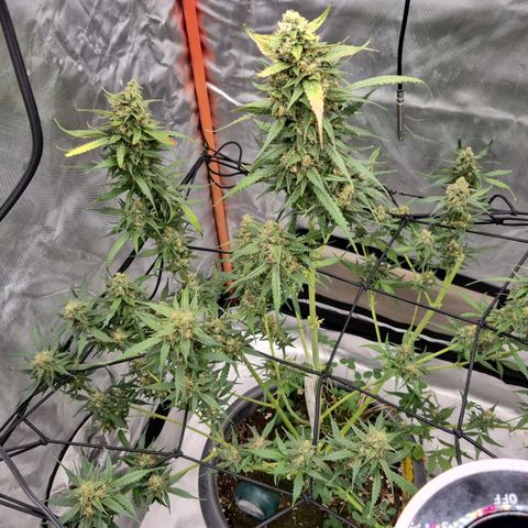 LSD auto (63-70 Tage ab Keimung) growlog photo: Rest und teilernte, nass natürlich 