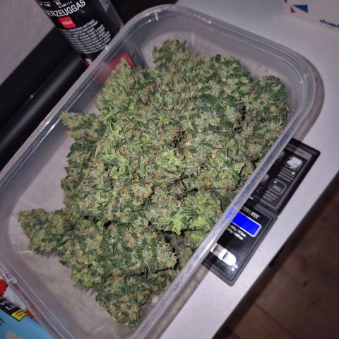 LSD auto (63-70 Tage ab Keimung) growlog photo: Rest und teilernte, nass natürlich 