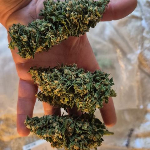 LSD auto (63-70 Tage ab Keimung) growlog photo: Rest und teilernte, nass natürlich 
