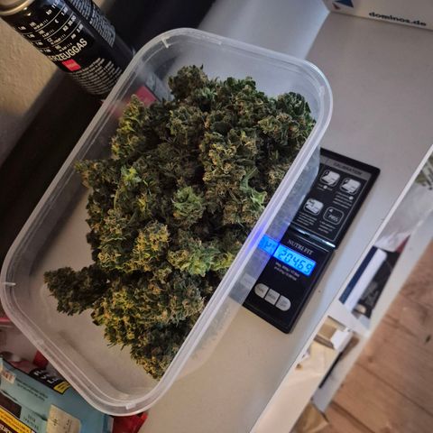 LSD auto (63-70 Tage ab Keimung) growlog photo: Rest und teilernte, nass natürlich 