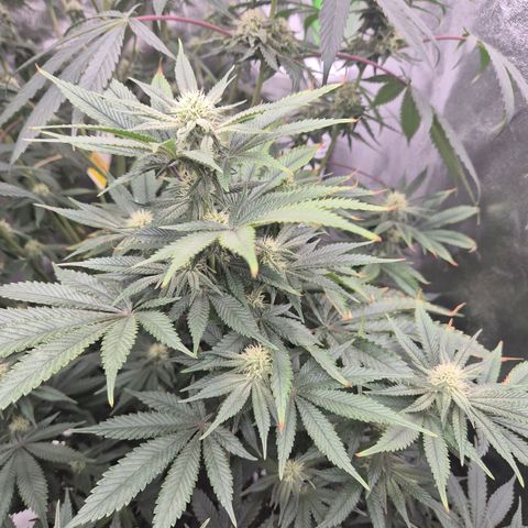 Mimosa evo stecki  🍊🍋🍍 (65-70bt) growlog timeline photo