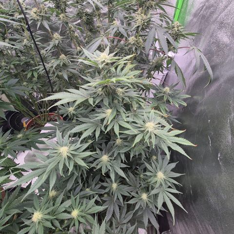 Mimosa evo stecki  🍊🍋🍍 (65-70bt) growlog timeline photo