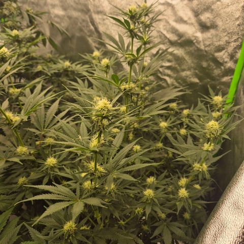 Tangerine dream 🌴 (60-65bt)  growlog timeline photo