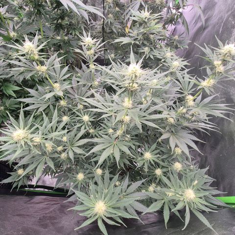 Tangerine dream 🌴 (60-65bt)  growlog timeline photo
