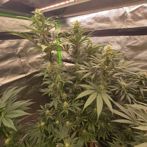 ICE 💚🧊 (63-70bt) growlog timeline photo