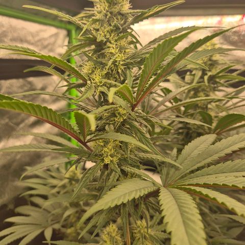 ICE 💚🧊 (63-70bt) growlog timeline photo