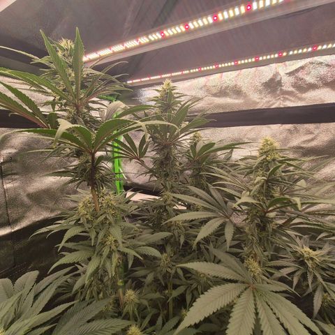 ICE 💚🧊 (63-70bt) growlog timeline photo