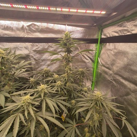 Ice cream cake 🍰 & permanent marker🖊(65-73bt) growlog timeline photo
