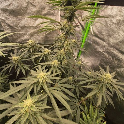 Ice cream cake 🍰 & permanent marker🖊(65-73bt) growlog timeline photo