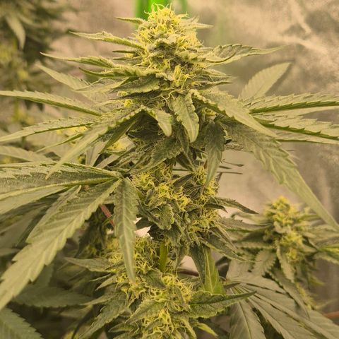 Ice cream cake 🍰 & permanent marker🖊(65-73bt) growlog timeline photo