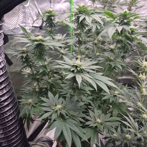 💚Bubba kush 🦝 (56-63 BT) growlog timeline photo
