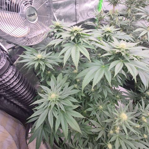 💚Bubba kush 🦝 (56-63 BT) growlog timeline photo