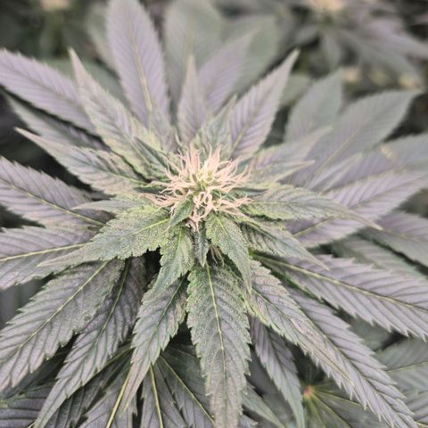 💚Bubba kush 🦝 (56-63 BT) growlog timeline photo