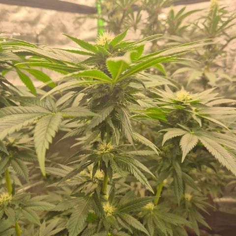 💚Bubba kush 🦝 (56-63 BT) growlog timeline photo