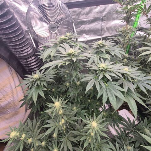 💚Bubba kush 🦝 (56-63 BT) growlog timeline photo