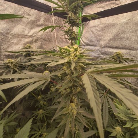 Ice cream cake 🍰 & permanent marker🖊(65-73bt) growlog timeline photo