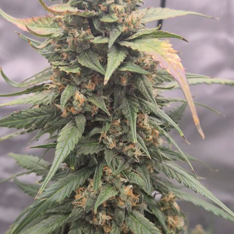 LSD auto (63-70 Tage ab Keimung) growlog timeline photo