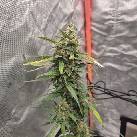 LSD auto (63-70 Tage ab Keimung) growlog timeline photo