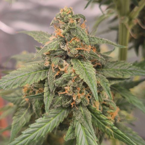 LSD auto (63-70 Tage ab Keimung) growlog timeline photo