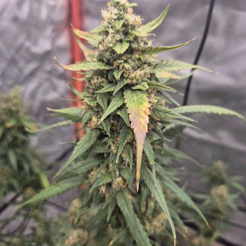 LSD auto (63-70 Tage ab Keimung) growlog timeline photo
