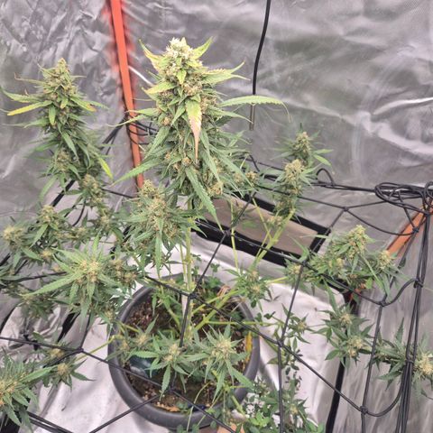 LSD auto (63-70 Tage ab Keimung) growlog timeline photo