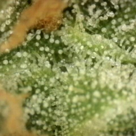 LSD auto (63-70 Tage ab Keimung) growlog photo: Lsd am besten ernten wenn man im high peak ist, da die berühmte "psychedelische" Wirkung dann am stärksten ist
