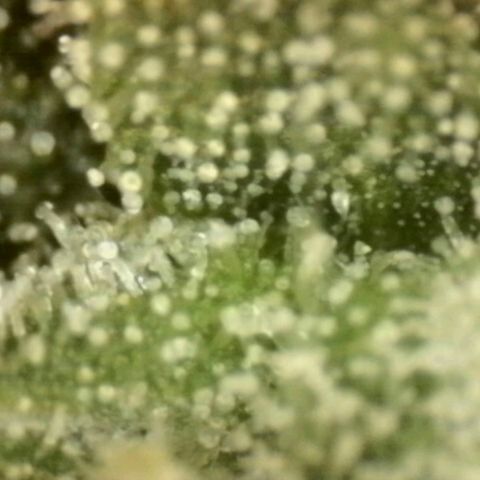 LSD auto (63-70 Tage ab Keimung) growlog photo: Lsd am besten ernten wenn man im high peak ist, da die berühmte "psychedelische" Wirkung dann am stärksten ist