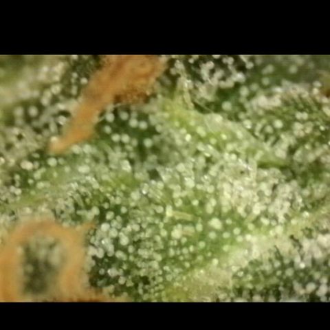 LSD auto (63-70 Tage ab Keimung) growlog photo: Lsd am besten ernten wenn man im high peak ist, da die berühmte "psychedelische" Wirkung dann am stärksten ist