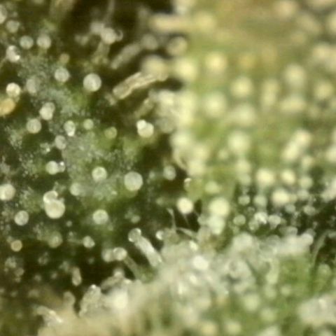 LSD auto (63-70 Tage ab Keimung) growlog photo: Lsd am besten ernten wenn man im high peak ist, da die berühmte "psychedelische" Wirkung dann am stärksten ist