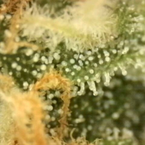 LSD auto (63-70 Tage ab Keimung) growlog photo: Lsd am besten ernten wenn man im high peak ist, da die berühmte "psychedelische" Wirkung dann am stärksten ist