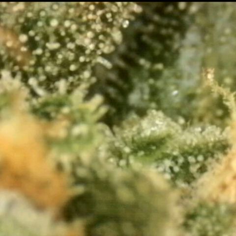 LSD auto (63-70 Tage ab Keimung) growlog photo: Lsd am besten ernten wenn man im high peak ist, da die berühmte "psychedelische" Wirkung dann am stärksten ist