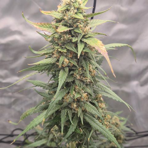 LSD auto (63-70 Tage ab Keimung) growlog timeline photo