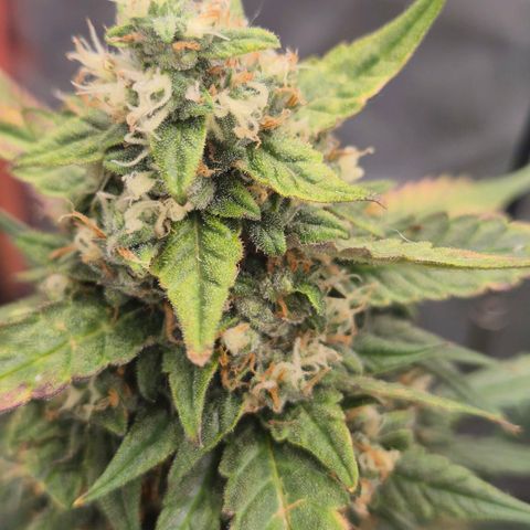 LSD auto (63-70 Tage ab Keimung) growlog timeline photo