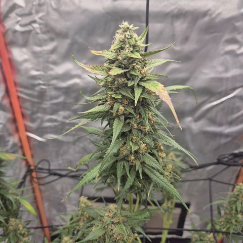 LSD auto (63-70 Tage ab Keimung) growlog timeline photo