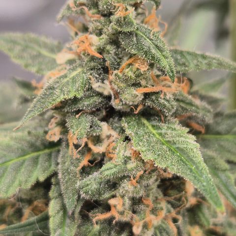 LSD auto (63-70 Tage ab Keimung) growlog timeline photo