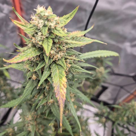 LSD auto (63-70 Tage ab Keimung) growlog timeline photo