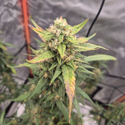 LSD auto (63-70 Tage ab Keimung) growlog timeline photo