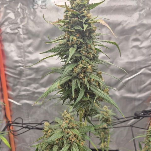 LSD auto (63-70 Tage ab Keimung) growlog timeline photo