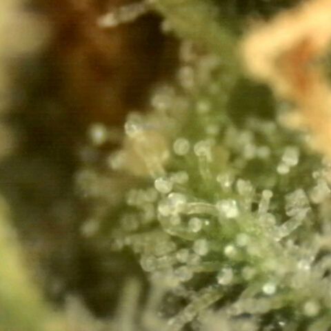 LSD auto (63-70 Tage ab Keimung) growlog photo: Lsd am besten ernten wenn man im high peak ist, da die berühmte "psychedelische" Wirkung dann am stärksten ist